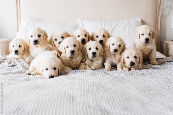 Dịch vụ phối giống chó